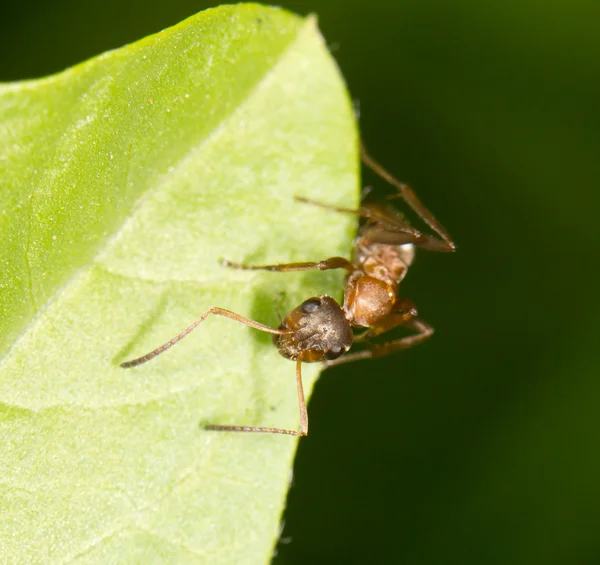 Ant op een groene blad. sluiten — Stockfoto