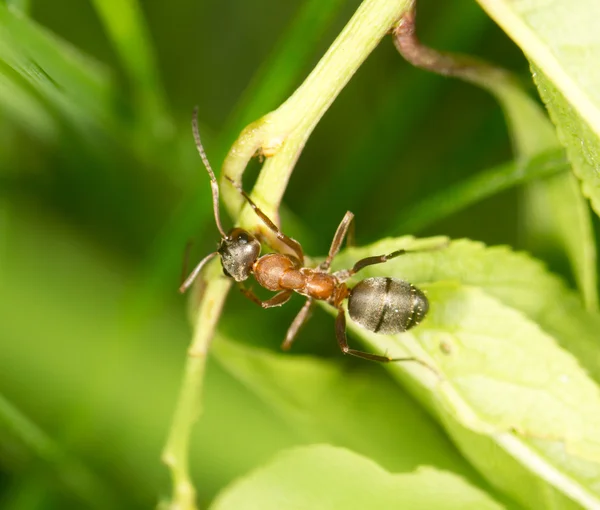Ant op een groene blad. sluiten — Stockfoto