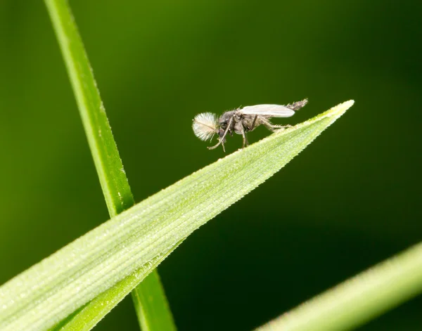 Mosquito en la naturaleza. cerrar — Foto de Stock