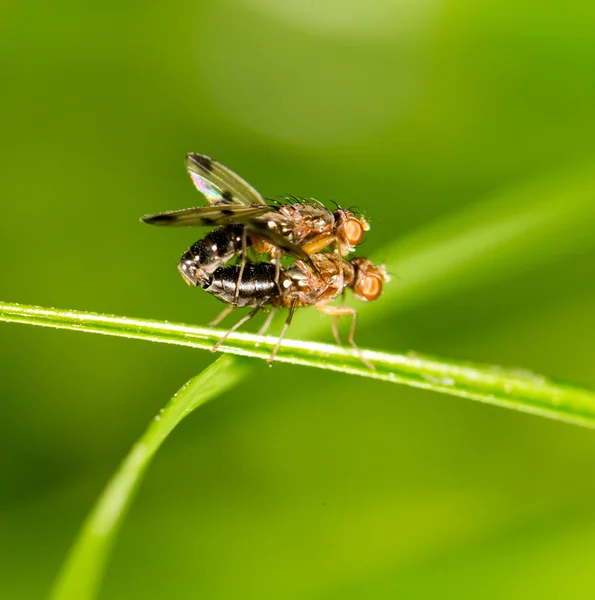 Fly on a green leaf. close — Stock Photo, Image