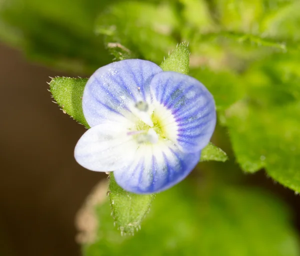 Doğadaki mavi çiçek — Stok fotoğraf