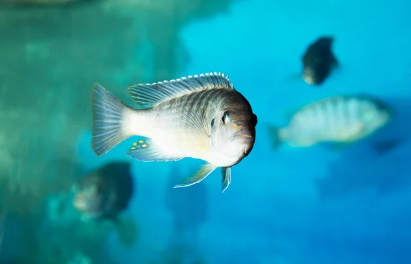 Fish in an aquarium — Stock Photo, Image