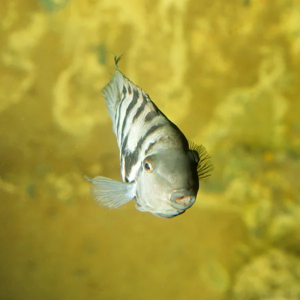 Vissen in een aquarium — Stockfoto