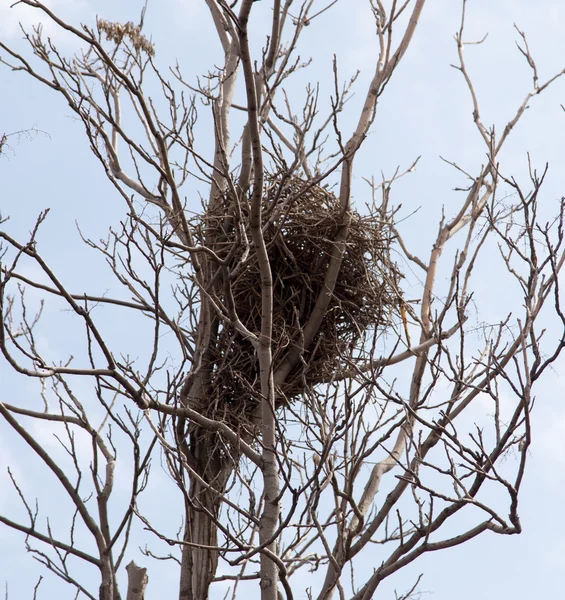 Nid d'oiseau sur un arbre — Photo