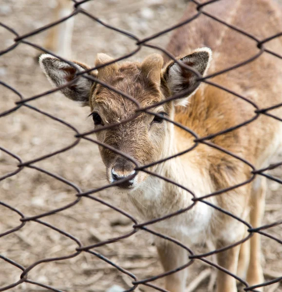 Rehe hinter einem Zaun im Zoo — Stockfoto