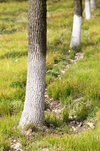 Pień drzewa w parku na przyrodzie — Zdjęcie stockowe