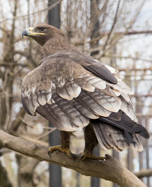 Eagle on a tree — Stock Photo, Image