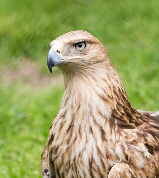 Portrait d'un aigle sur fond d'herbe verte — Photo