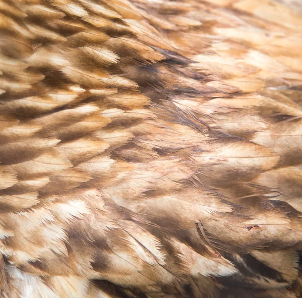 Background of eagle feathers — Stock Photo, Image