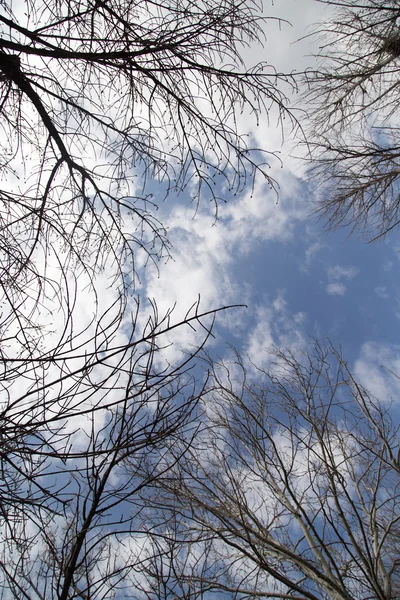 Ramos de árvores nuas contra o céu azul — Fotografia de Stock