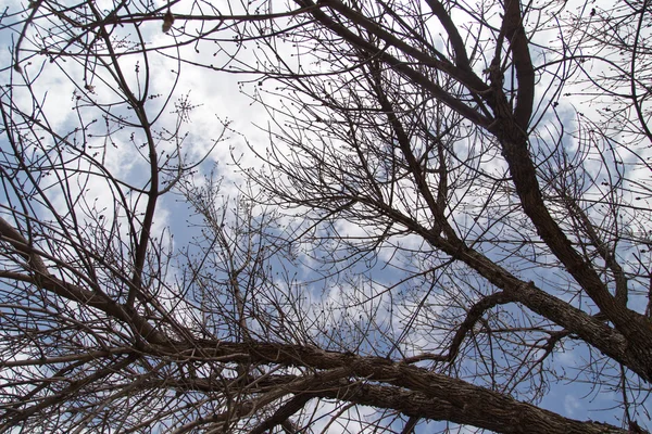 Ramos de árvores nuas contra o céu azul — Fotografia de Stock