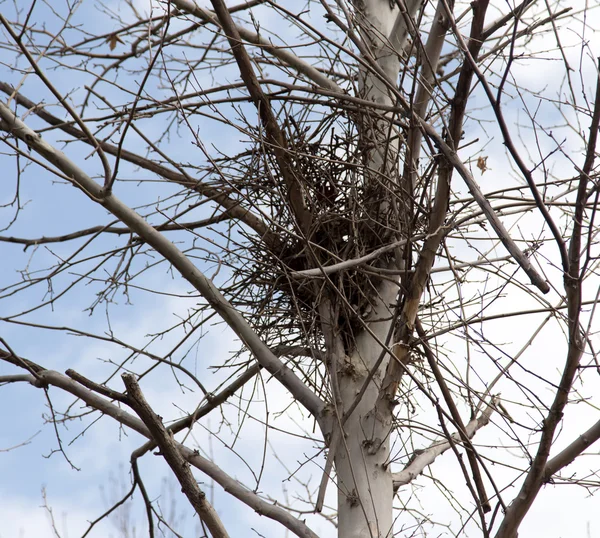 Branches d'arbres nus contre le ciel bleu — Photo