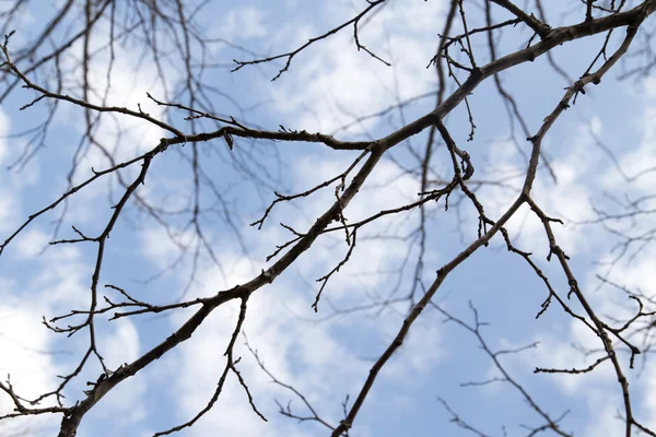 Ramas de árboles desnudos contra el cielo azul —  Fotos de Stock