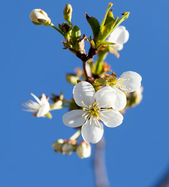 Vita blommor på trädet i naturen — Stockfoto