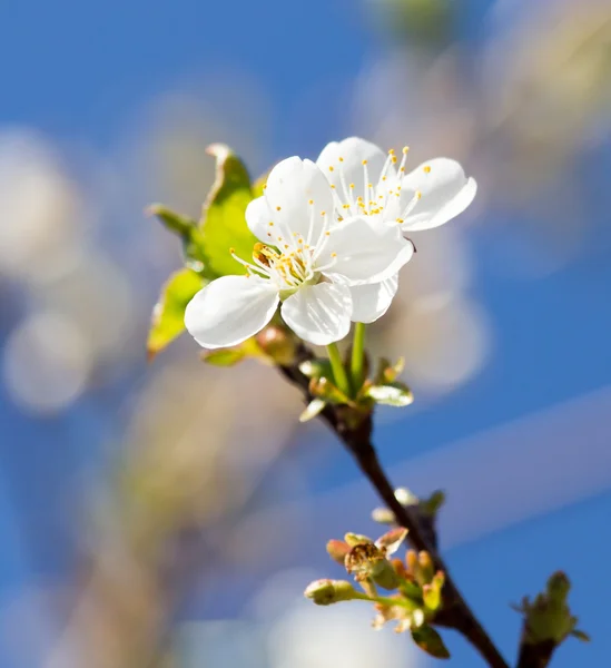 Vita blommor på trädet i naturen — Stockfoto