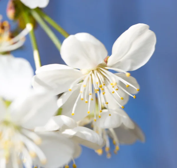 Flores brancas na árvore na natureza — Fotografia de Stock