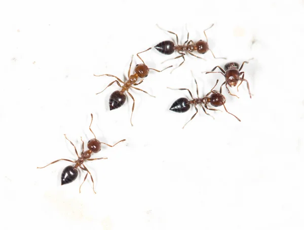 Μυρμήγκια σε λευκό τοίχο — Φωτογραφία Αρχείου