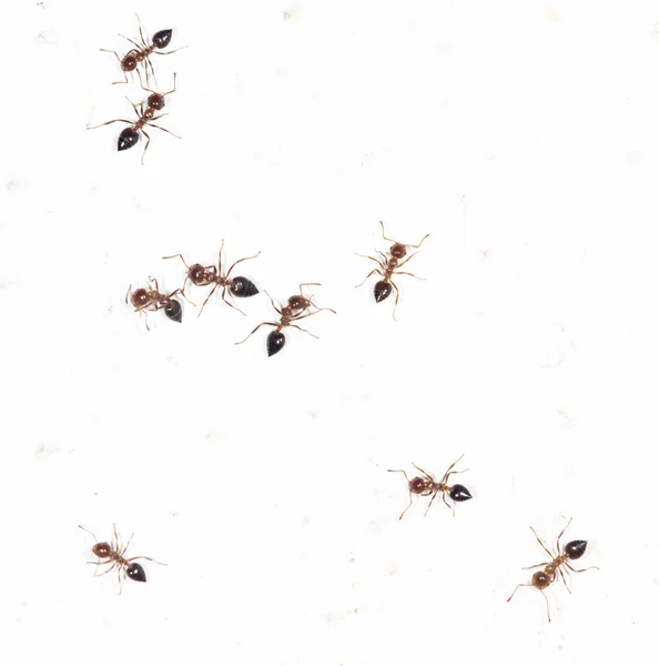 Ants on a white wall — Stock Photo, Image
