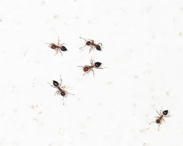 Ants on a white wall — Stock Photo, Image