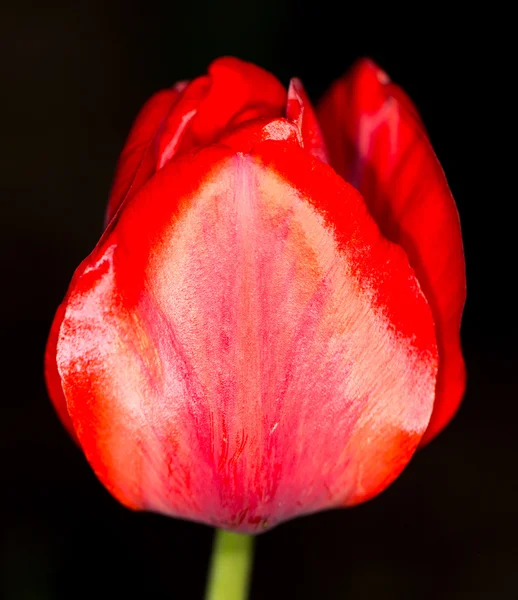 Red tulip on a black background — Stock Photo, Image
