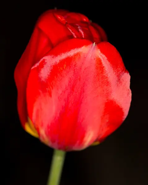 Tulipa vermelha em um fundo preto — Fotografia de Stock