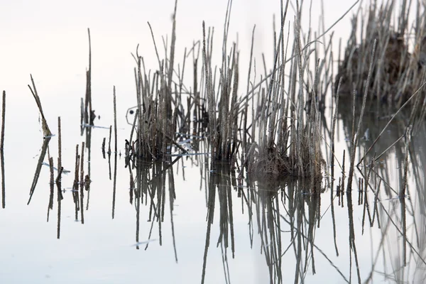 A lake with reeds at dawn in the autumn — Stock Photo, Image