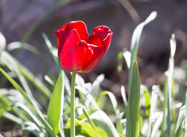 Tulipe rouge dans la nature — Photo