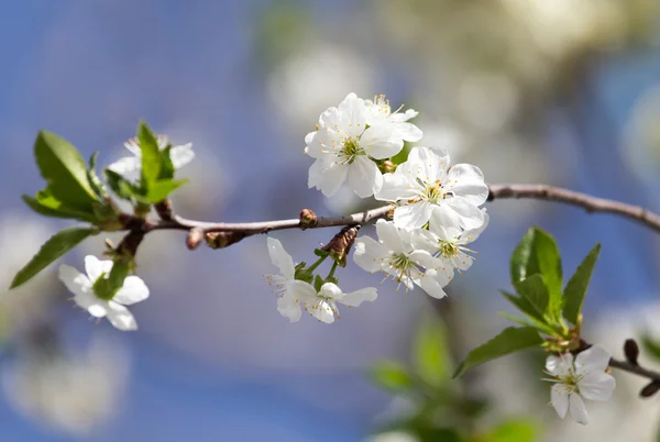 Bloemen op de boom tegen de blauwe lucht — Stockfoto