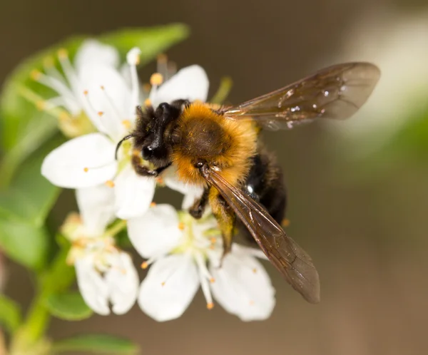 Abeja en una flor blanca en la naturaleza. primer plano — Foto de Stock