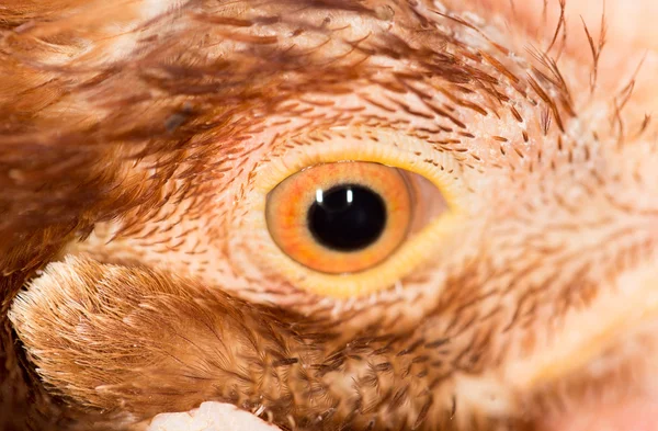 Chicken Eye Close-Up — Stock Photo, Image