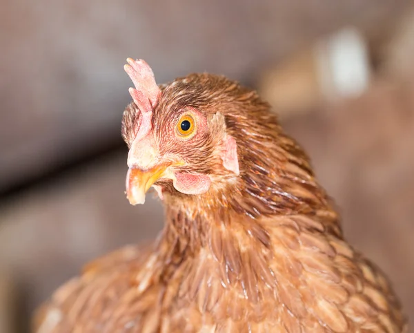 Rote Hühnerköpfe in Großaufnahme — Stockfoto