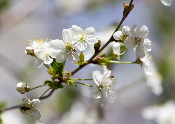 Witte bloemen op de boom in de natuur — Stockfoto