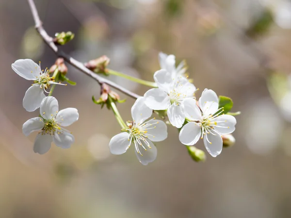 Fleurs blanches sur l'arbre dans la nature — Photo