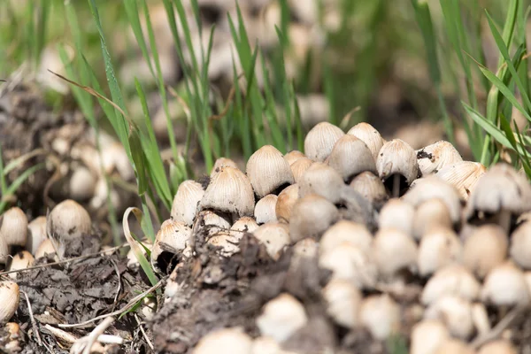 Toadstool mushrooms nature spring — Stock Photo, Image