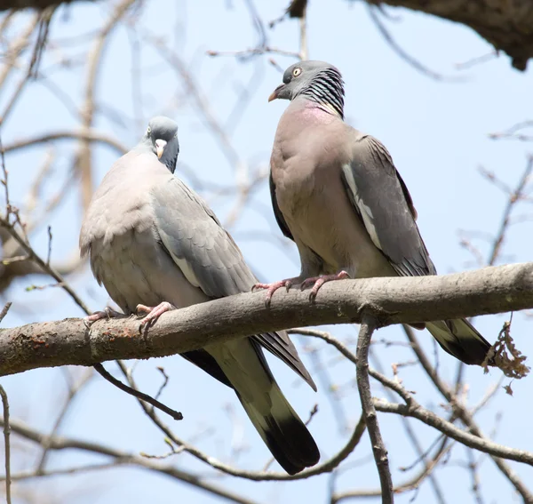 Zwei verliebte Tauben auf dem Baum in der Natur — Stockfoto