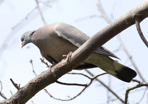 Dove on the tree in nature — Stock Photo, Image