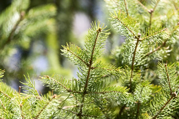 Fichtenzweig an der Natur — Stockfoto