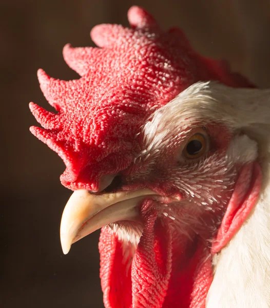 Portrait of a cock — Stock Photo, Image