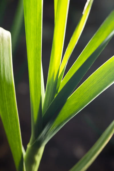 Background — Stock Photo, Image