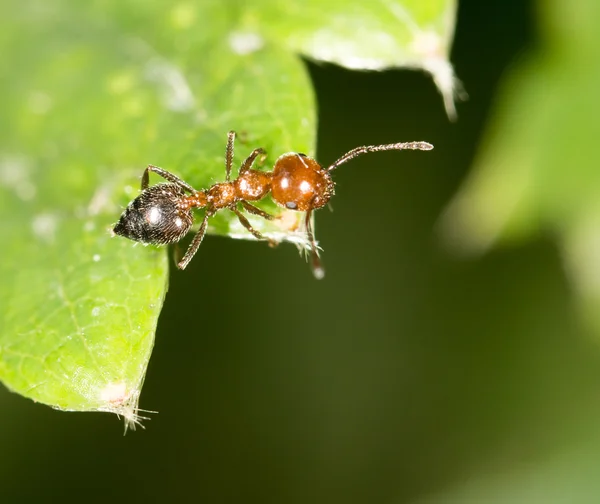 Hintergrund — Stockfoto