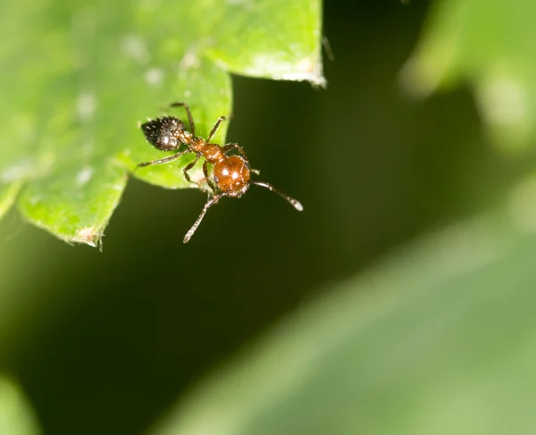 Hintergrund — Stockfoto