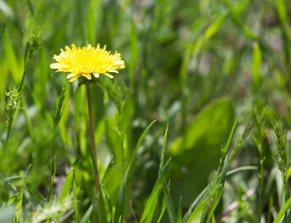 Achtergrond — Stockfoto