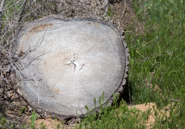 Achtergrond — Stockfoto