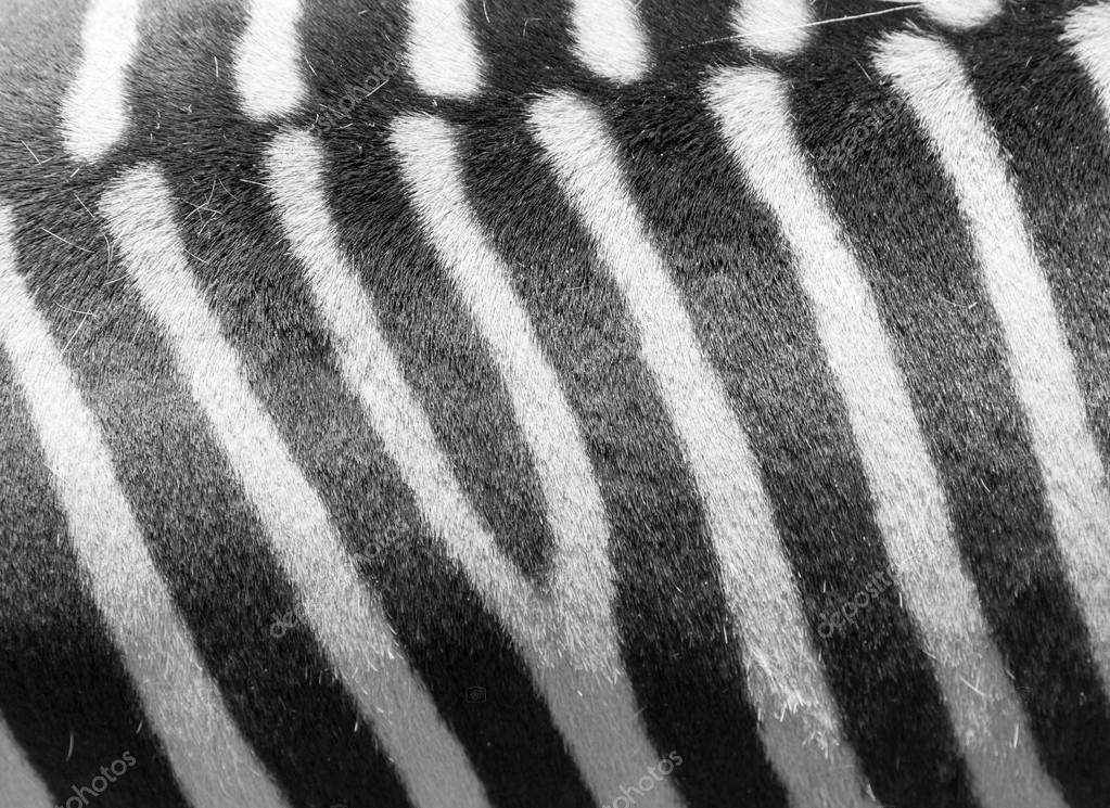 Siyah ve beyaz çizgili bir zebra deri detay.