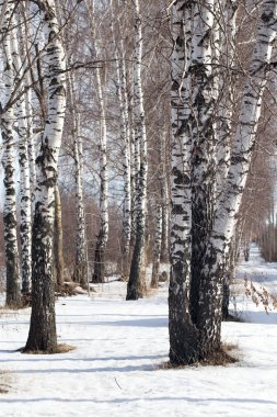 doğa bagaja huş ağacı