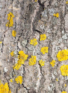 ağaç üzerinde sarı yosun