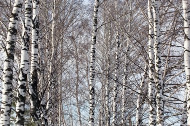 doğa bagaja huş ağacı