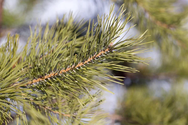 Pine branch in nature — Stock Photo, Image