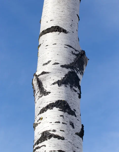 Doğa bagaja huş ağacı — Stok fotoğraf