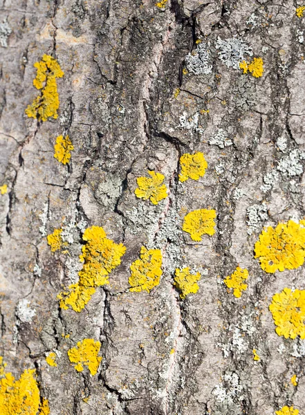 Muschio giallo sull'albero — Foto Stock